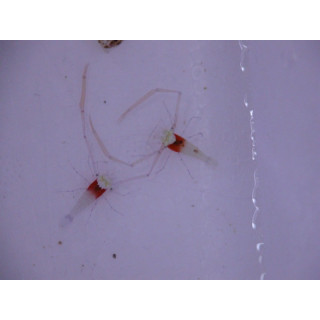 Periclimenes koronensis - crevette symbiotique - aquarium sur mesure