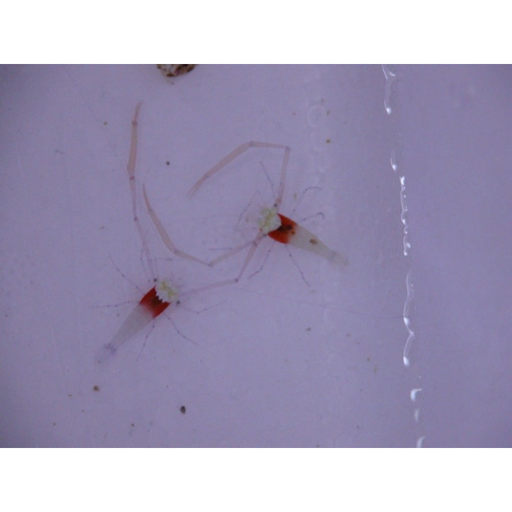 Periclimenes koronensis - crevette symbiotique - aquarium sur mesure