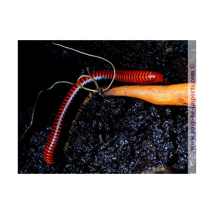 Aphistogoniulus corallipes - Iule rouge de Madagascar