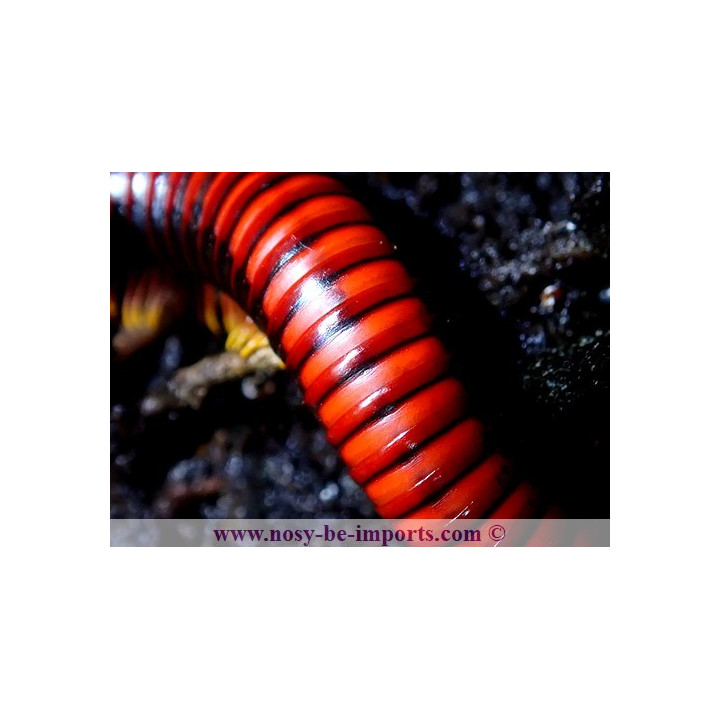 Aphistogoniulus corallipes - Iule rouge de Madagascar