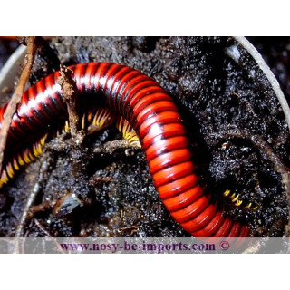 Aphistogoniulus corallipes - Iule rouge de Madagascar