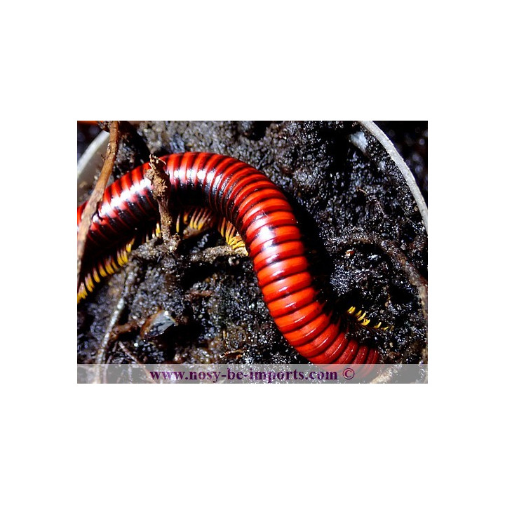 Aphistogoniulus corallipes - Iule rouge de Madagascar