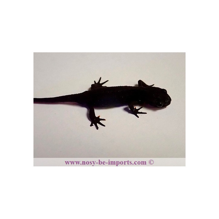 Cynops orientalis
