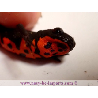 Cynops orientalis