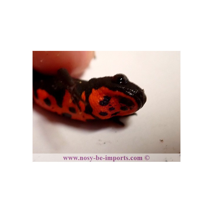 Cynops orientalis