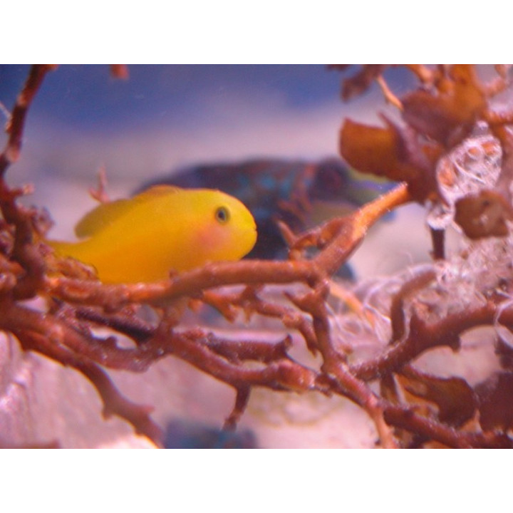 Gobiodon okinawae