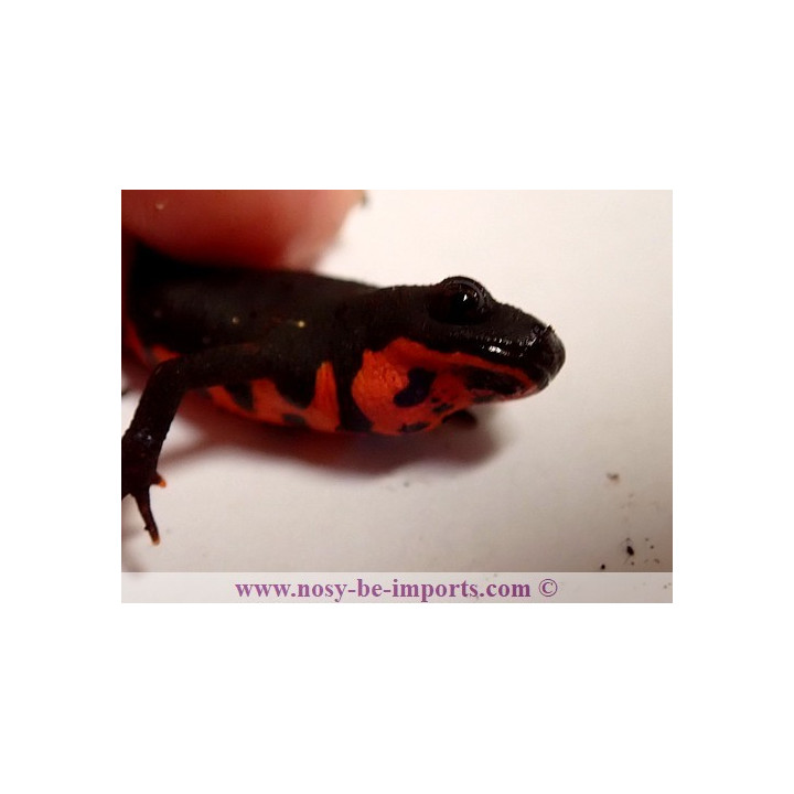 Cynops orientalis