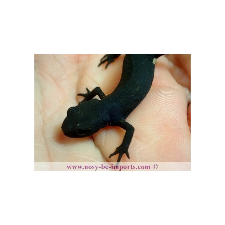 Cynops orientalis