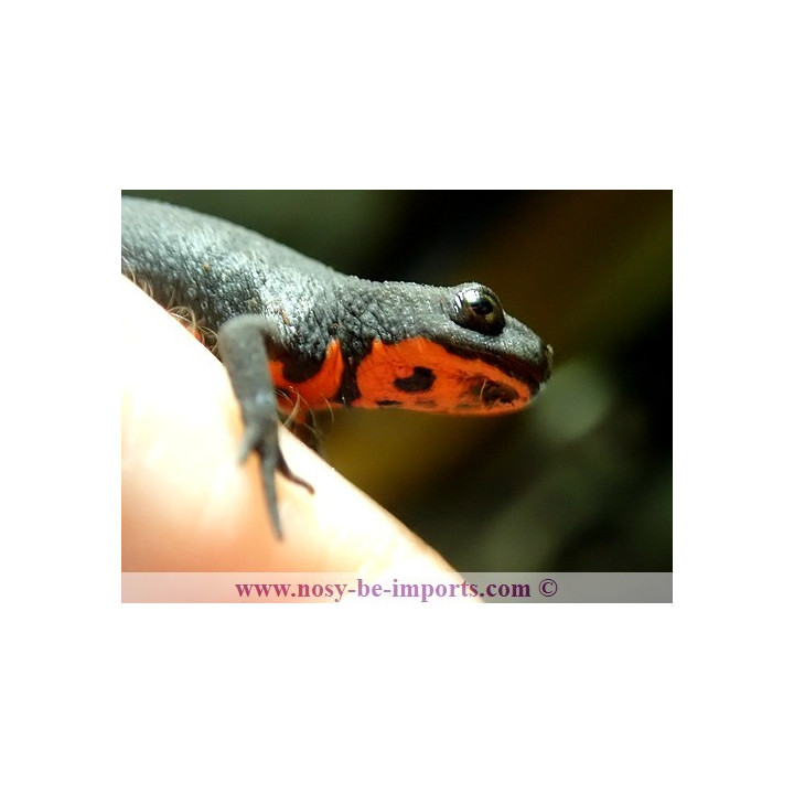 Cynops orientalis