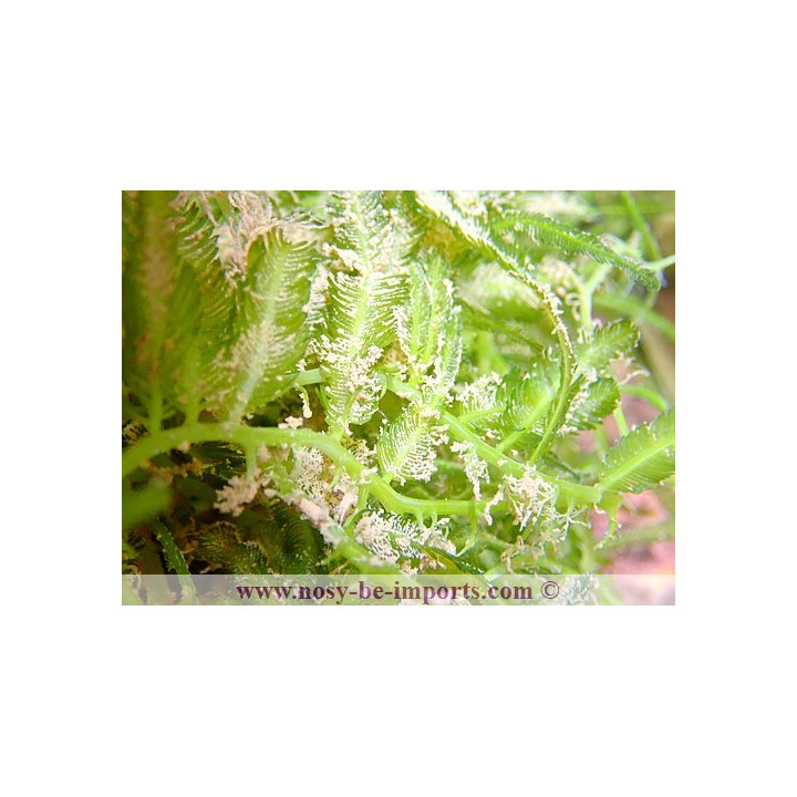 Caulerpa sertularioides