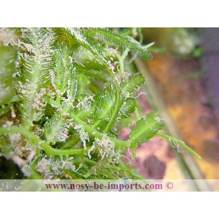 Caulerpa sertularioides