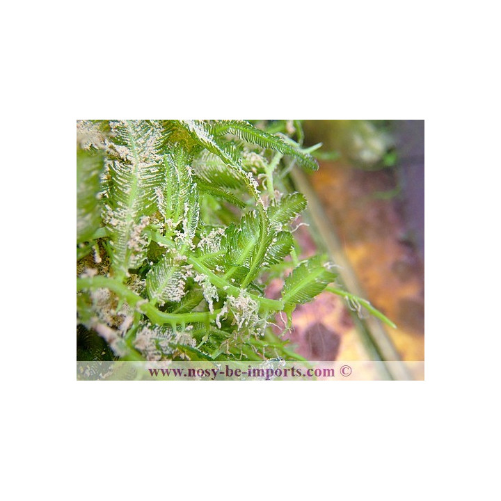 Caulerpa sertularioides