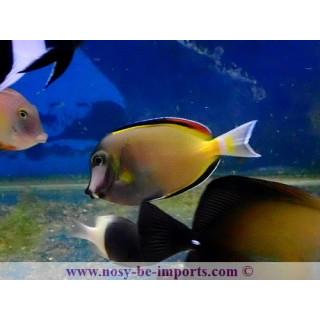 Acanthurus japonicus