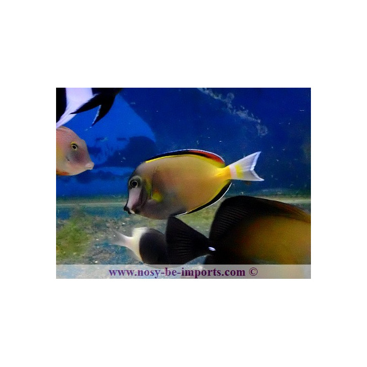 Acanthurus japonicus