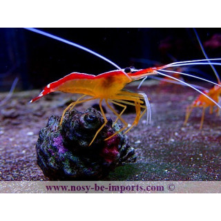 Lysmata amboinensis - Crevette eau de mer - Aquarium sur mesure