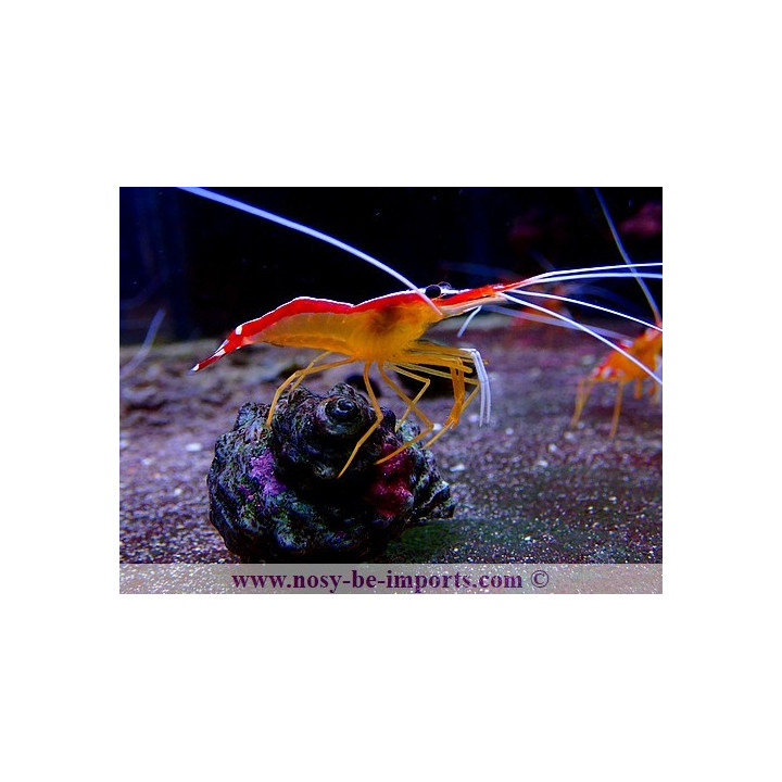 Lysmata amboinensis - Crevette eau de mer - Aquarium sur mesure