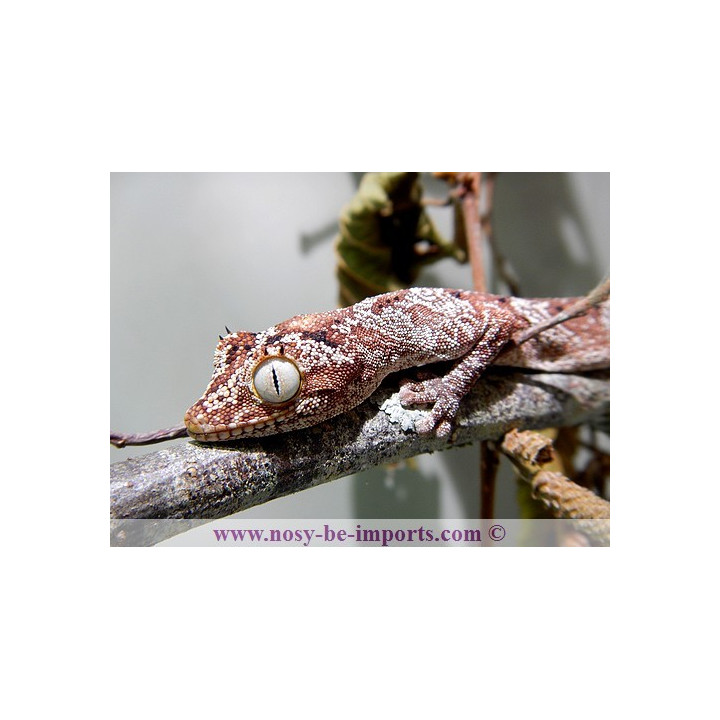 Strophurus ciliaris