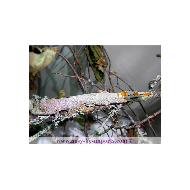 Strophurus ciliaris