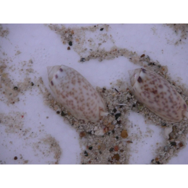 Oliva sp., détritivores, aquarium sur mesure