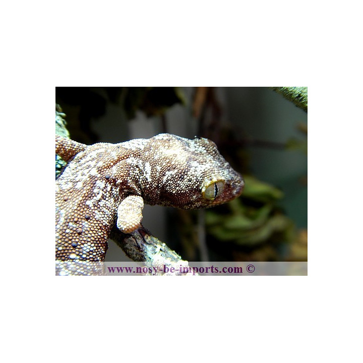 Strophurus ciliaris