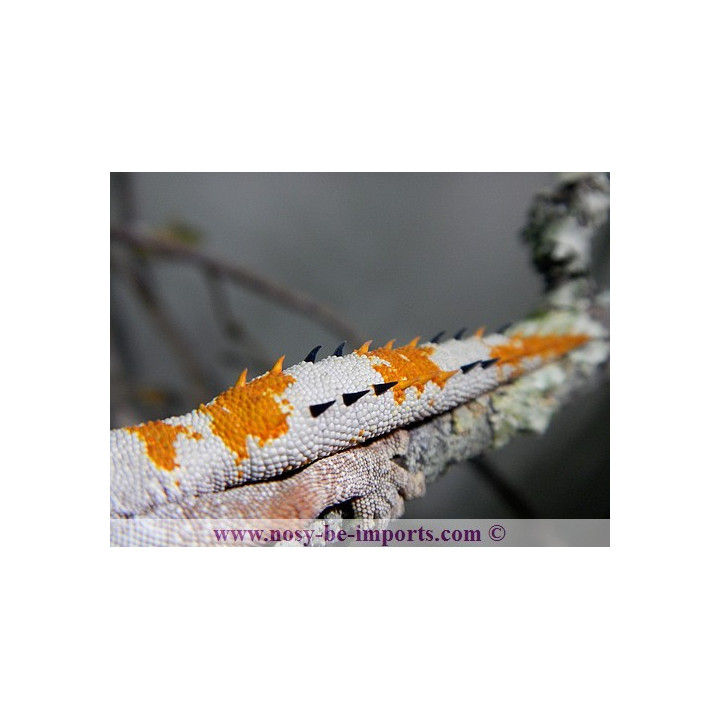 Strophurus ciliaris