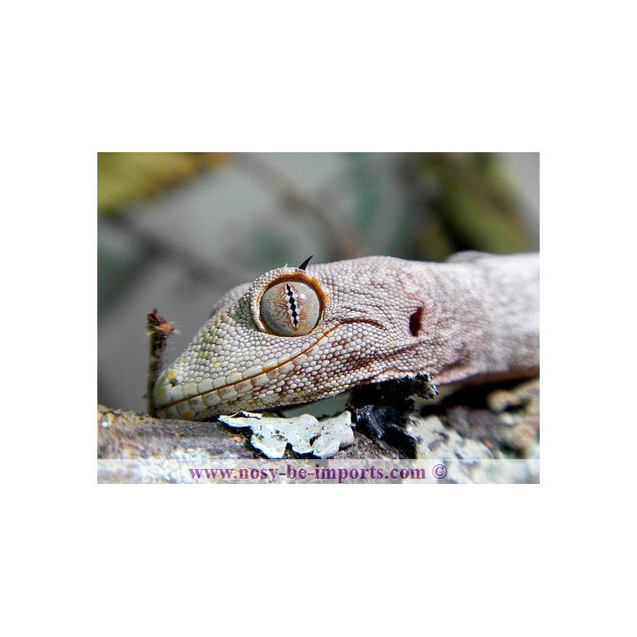 Strophurus ciliaris