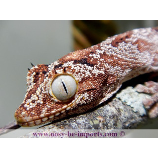Strophurus ciliaris