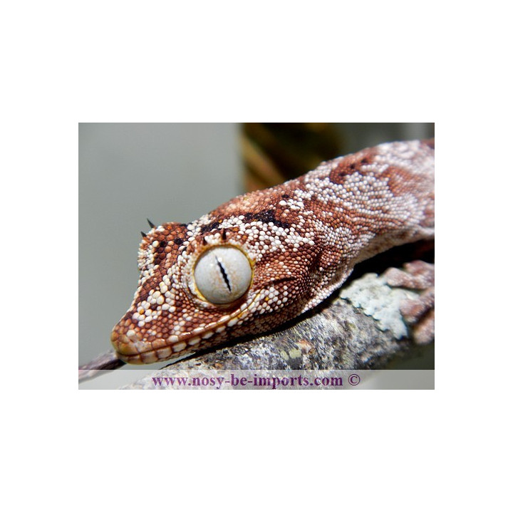Strophurus ciliaris