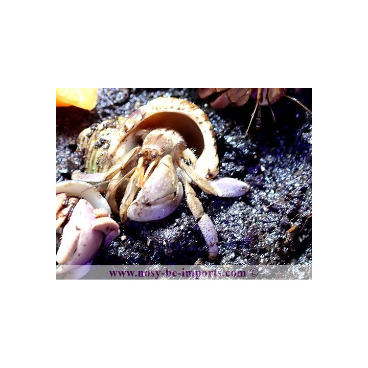 Coenobita brevimanus