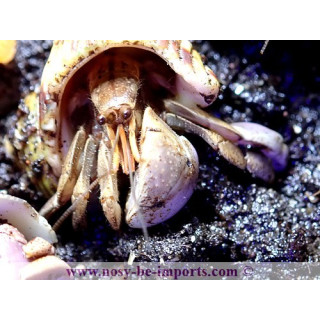 Coenobita brevimanus