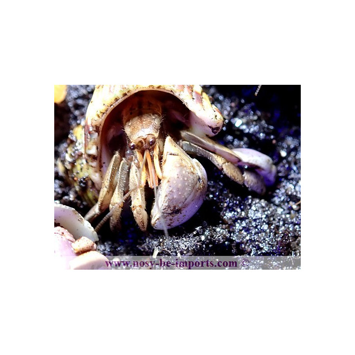 Coenobita brevimanus