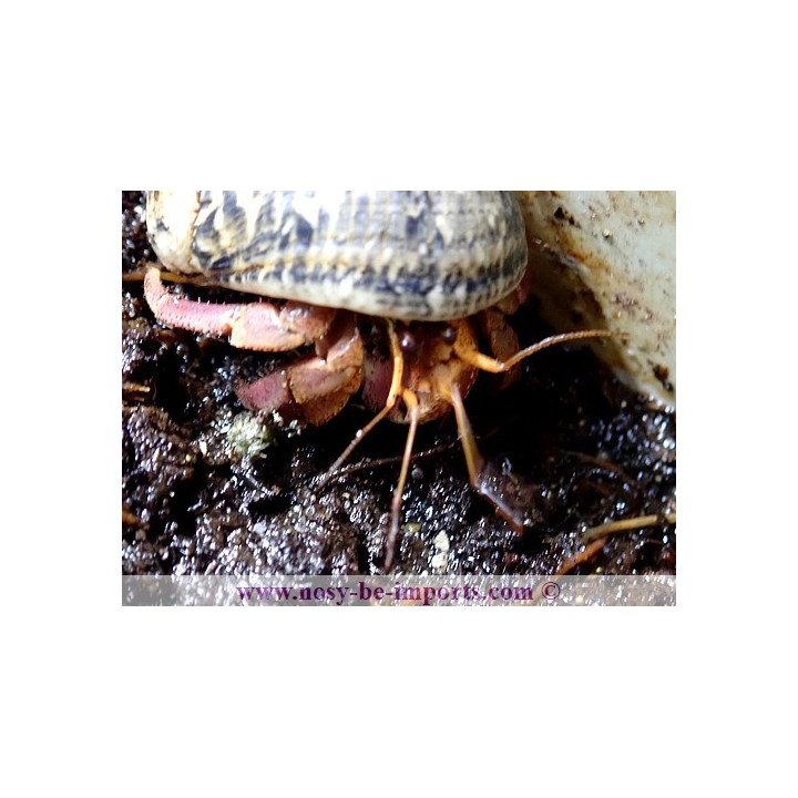 Coenobita brevimanus