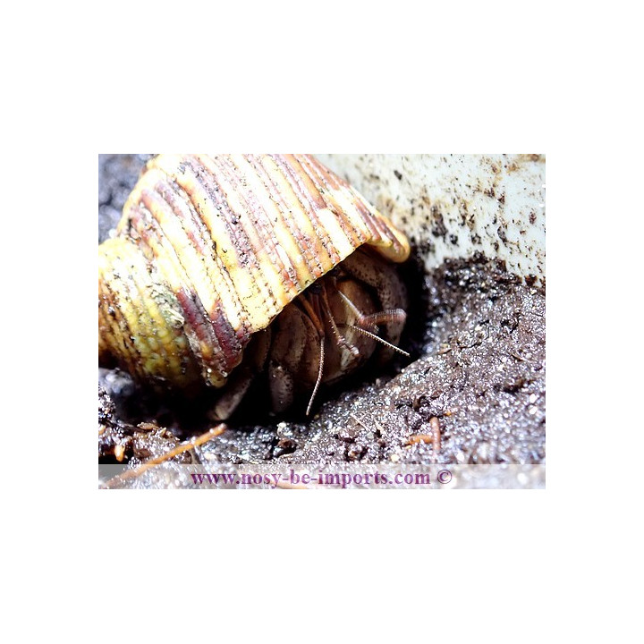 Coenobita brevimanus