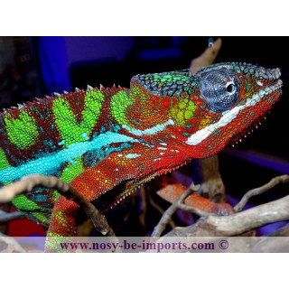 Furcifer pardalis Ambilobe blue bar rouge