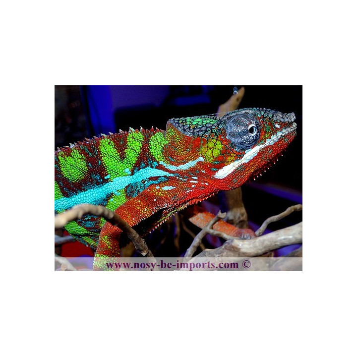 Furcifer pardalis Ambilobe blue bar rouge