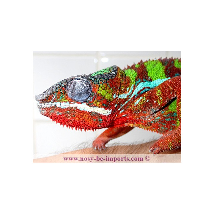 Furcifer pardalis Ambilobe blue bar rouge