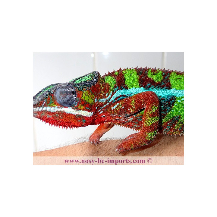 Furcifer pardalis Ambilobe blue bar rouge