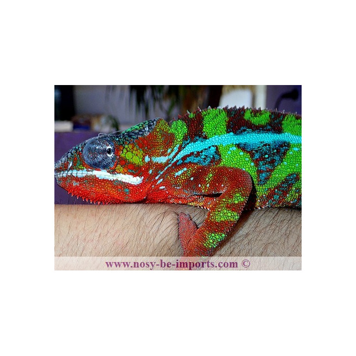 Furcifer pardalis Ambilobe blue bar rouge