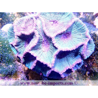 Moseleya sp.