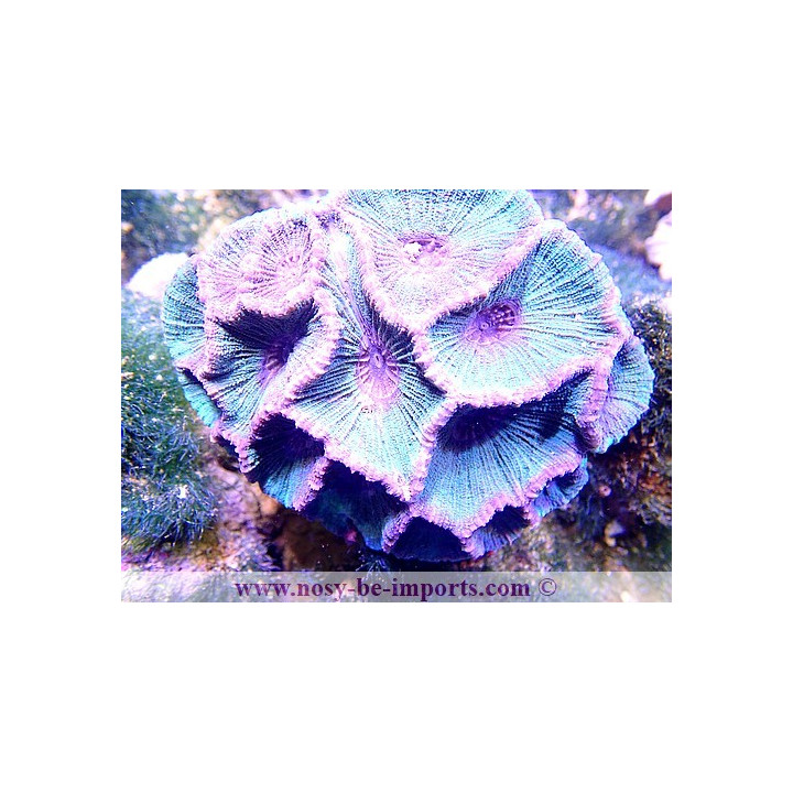 Moseleya sp.