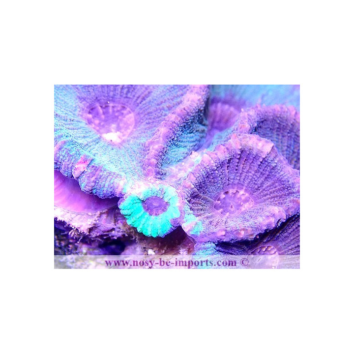 Moseleya sp.