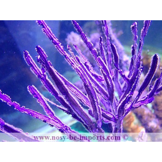 Pterogorgia anceps