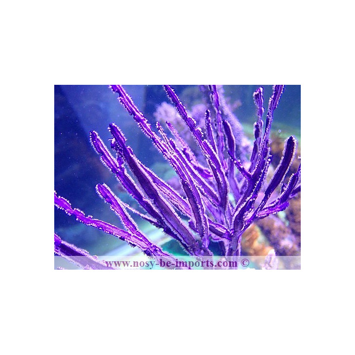 Pterogorgia anceps