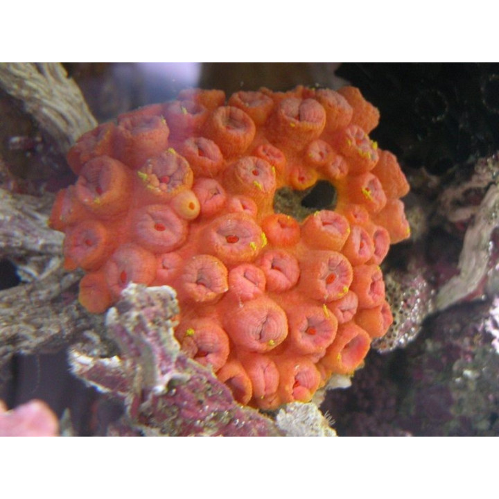 Tubastrea aurea