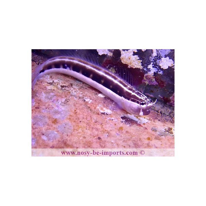 Ecsenius lineatus