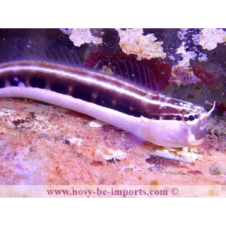 Ecsenius lineatus