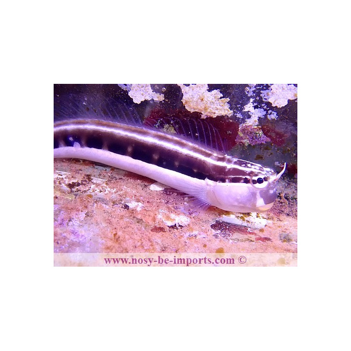 Ecsenius lineatus