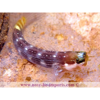 Ecsenius pictus