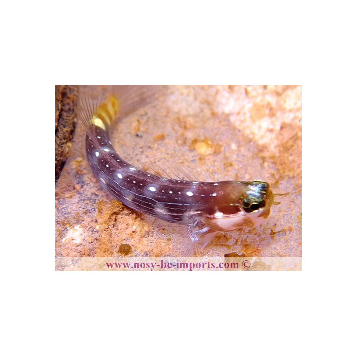 Ecsenius pictus