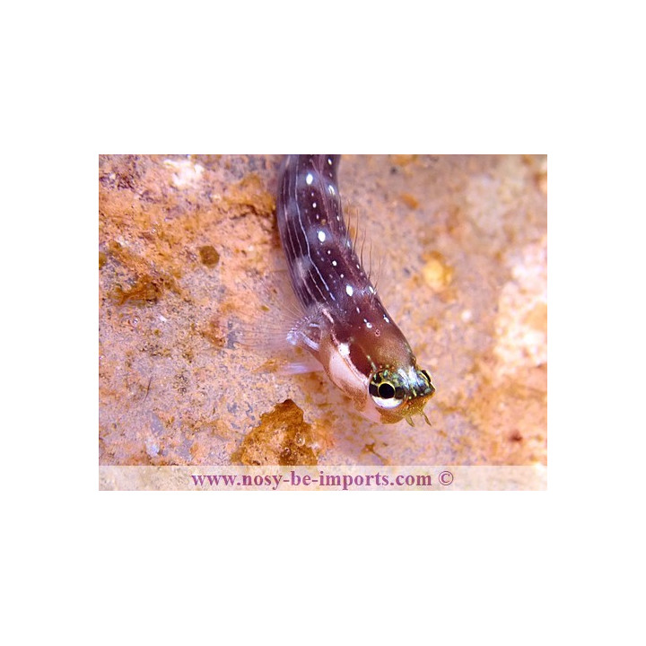 Ecsenius pictus